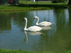 Canada / Kanada - Fonthill - Niagara Region, Ontario: pair of swans - photo by R.Grove