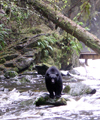 Canada / Kanada - near Ucluelet - Vancouver Island: bear fishing for salmon - photo by R.Wallace