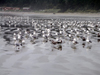 Canada / Kanada - near Tofino - Vancouver Island: gulls on the beach - photo by R.Wallace