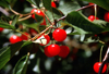 Canada / Kanada - BC: cherries - photo by G.Friedman