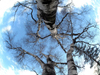 Quebec City, Quebec: birch trees and sky - Betula - Bouleau - photo by B.Cain