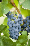 Okanagan Valley, BC, Canada: closeup of Merlot grapes on the vine - vineyard - red winegrapes - photo by D.Smith