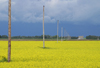 Canada / Kanada - Saskatchewan: power lines - canola fields - yellow flowers - photo by M.Duffy