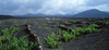 La Geria, Lanzarote, Canary Islands: wine-growing in the volcanic ashes - vines - photo by W.Allgwer