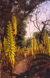 Cabo Verde - Cape Verde - So Jorge, Santiago island: walking in the Botanical Gardens - Perennial Lupins - yellow garden cultivar - caminhando no Jardim Botnico - flores de tremoeiros - photo by M.Torres