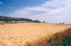 Catalonia / Catalunya - Foradada, Noguera, Lleida province: the blond fields of Catalonia - wheat field and poppies - agriculture - cereal - photo by Miguel Torres