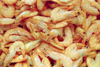 Catalonia - Barcelona: shrimps at Mercat St. Josep - photo by M.Bergsma
