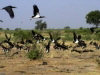 near Massaguet - NE Chad: birds (photos by Silvia Montevecchi)