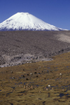 Lauca National Park, Arica and Parinacota region, Chile: mixed herd of wild vicuna and domesticated alpaca graze below Mount Parinacota - Norte Grande - photo by C.Lovell