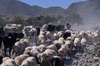 Putre, Arica and Parinacota region, Chile: an Aymara woman herds cattle and sheep along a dirt road near the village - Northern Chile - photo by C.Lovell