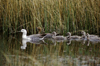 Torres del Paine National Park, Magallanes region, Chile: upland geese or cauquen with chicks in the wetlands of Torres del Paine NP - Choephaga poliocephala  Patagonian fauna - photo by C.Lovell