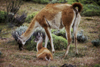 Torres del Paine National Park, Magallanes region, Chile: female guanaco with her baby in the steppe - Lama guanicoe - Chilean Patagonia - photo by C.Lovell