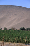 Atacama desert, Arica and Parinacota region, Chile: tomatoes grow below geoglyphs of Llamas and Spirits dating from 900 to 1300 AD - Geoglyphs of Chiza - Panamericana road - photo by C.Lovell