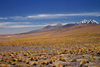 Chile - Atacama Desert/ deserto de Atacama: view from Laguna altiplnica - snow on the peaks - photo by N.Cabana