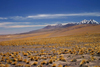 Chile - Atacama Desert/ deserto de Atacama: view from Laguna altiplnica - snow on the peaks - photo by N.Cabana