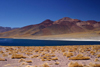 Chile - Atacama Desert/ deserto de Atacama: lagoon - Laguna altiplnica - photo by N.Cabana