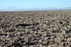 Chile - Salar de Atacama (Antofagasta region): the largest alkali flat in Chile - salt lake - photo by N.Cabana