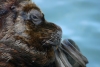 Valdivia, Los Rios, Chile: sea lion - face close-up - photo by N.Cabana
