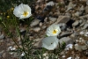 Chile - Desierto Florido, Llanos de Challe National Park, Atacama Region: white flowers - photo by N.Cabana