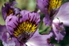 Chile - Desierto Florido, Llanos de Challe National Park, Atacama Region: flower close-up - photo by N.Cabana