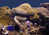 Christmas Island - Underwater photography - Powder Blue Tang and Coral (photo by B.Cain)