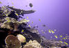 Christmas Island - Underwater photography - Reef Scenic (photo by B.Cain)