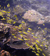 Christmas Island - Underwater photography - School of Fish and Coral (photo by B.Cain)