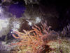 Christmas Island - Underwater photography - Soft coral and Sea fans (photo by B.Cain)