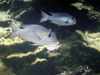 Christmas Island - Underwater photography - Two Blue Grunts (photo by B.Cain)