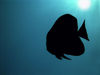 Christmas Island - Underwater photography - Batfish silhouette (photo by B.Cain)