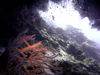 Christmas Island - Underwater photography - Cave and soft coral (photo by B.Cain)