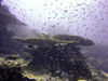 Christmas Island - Underwater photography - Coral Head and Scattering fish school (photo by B.Cain)