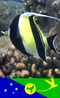 Christmas Island - Underwater photography - Moorish Idol (photo by B.Cain)