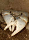 11 Christmas Island: Blue crab close-up - Cardisoma hirtipes (photo by B.Cain)