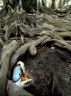 12 Christmas Island: Blue Crab in tree root burrow (photo by B.Cain)