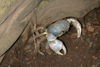 13 Christmas Island: Blue Crab near burrow - Christmas Island National Park (photo by B.Cain)