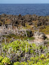 14 Christmas Island: Coast with succulents & limestone (photo by B.Cain)