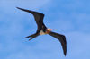 20 Christmas Island: Frigatebird in flight (photo by B.Cain)