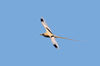 21 Christmas Island: Golden Bosun in flight 2 (photo by B.Cain)