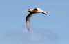 23 Christmas Island: Golden Bosun in flight (photo by B.Cain)