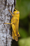 24 Christmas Island: Golden Grasshopper (photo by B.Cain)
