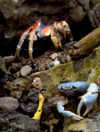 48 Christmas Island: Robber Crab & Blue Crab (photo by B.Cain)