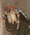50 Christmas Island: Robber Crab in burrow - Birgus latro (photo by B.Cain)