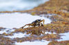 53 Christmas Island: Sea Crab at tidal pool (photo by B.Cain)