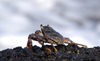 54 Christmas Island: Sea Crab on Rock (photo by B.Cain)