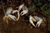 56 Christmas Island: Three Blue Crabs (photo by B.Cain)