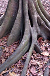 58 Christmas Island: Tree roots and leaves (photo by B.Cain)