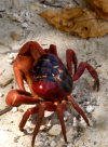 Christmas Island: Red Crab and leaf - Gecarcoidea natalis (photo by Bill Cain)