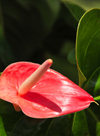 Goma, Nord-Kivu, Democratic Republic of the Congo: red Anthurium - Flamingo Flower - photo by M.Torres