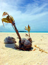 Cook Islands - Aitutaki island: sprouting coconut on the sandbar - photo by B.Goode